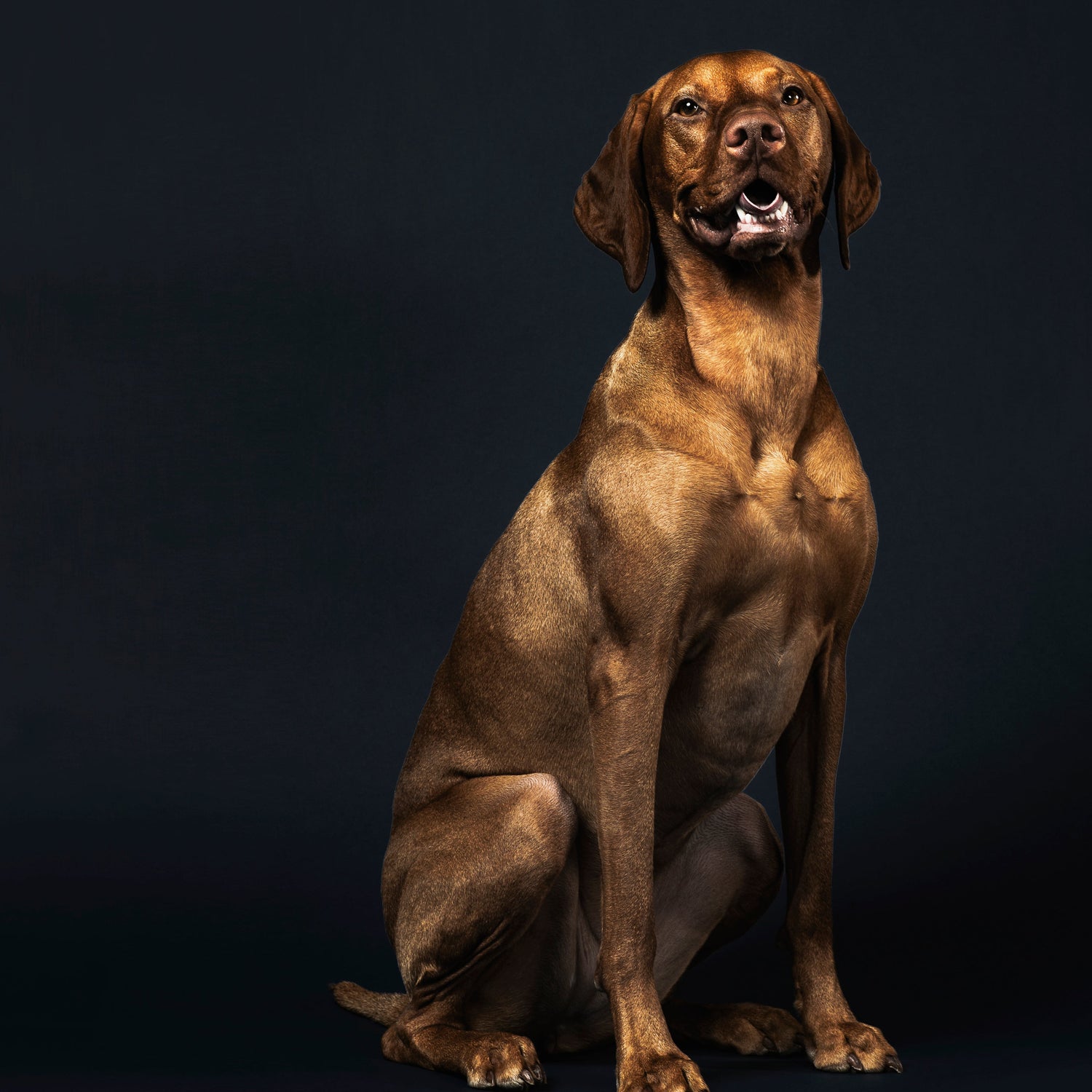 Conscience Pro Canine