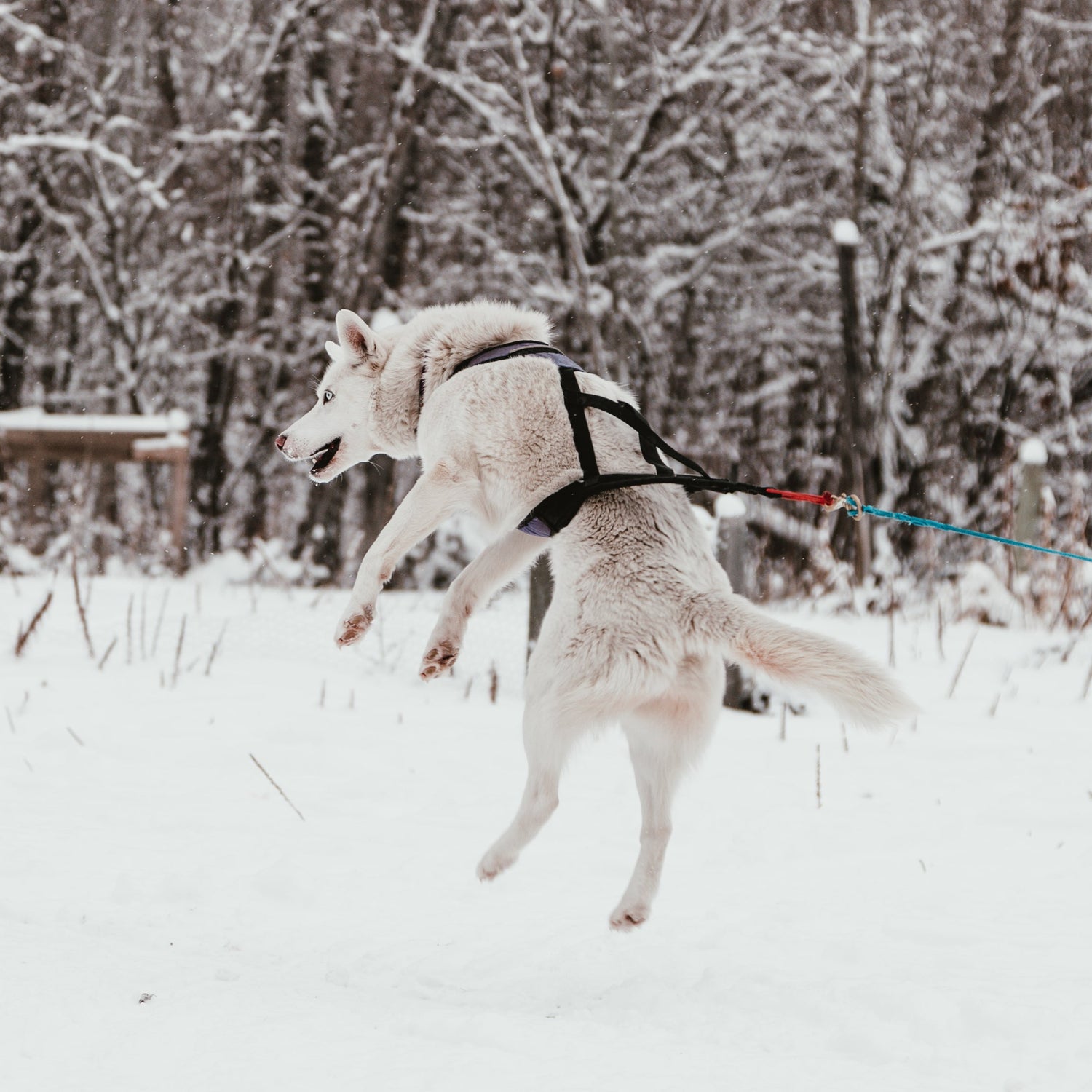 Conscience Pro Canine