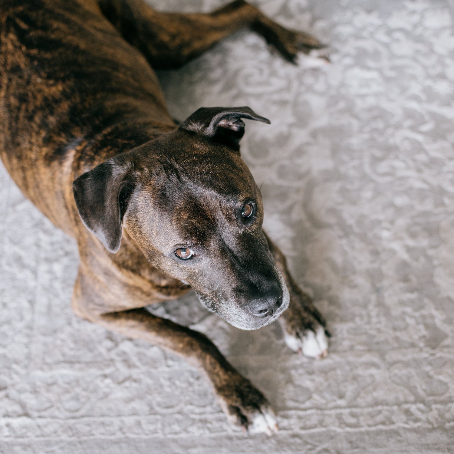 Conscience Pro Canine