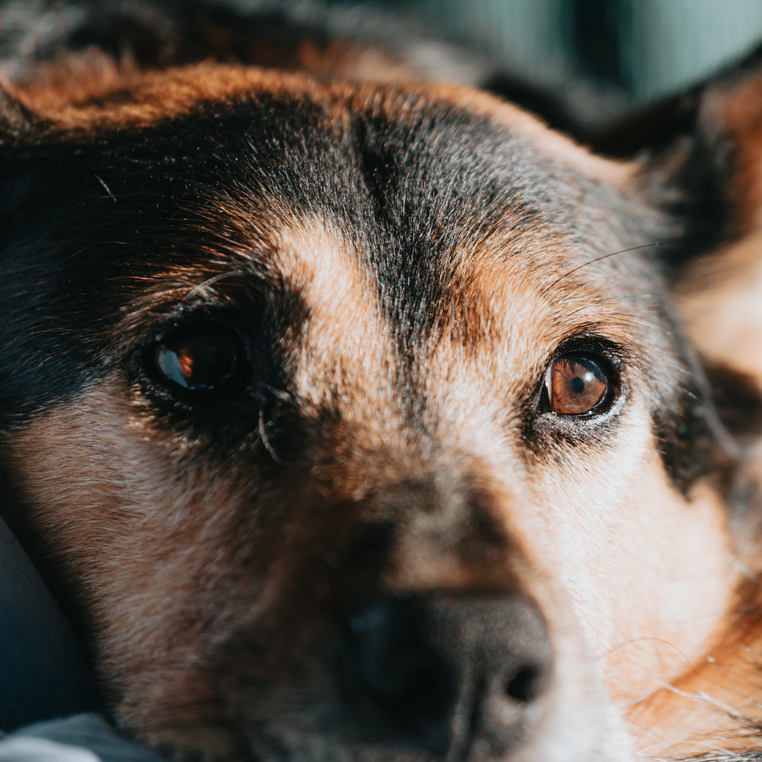Conscience Pro Canine
