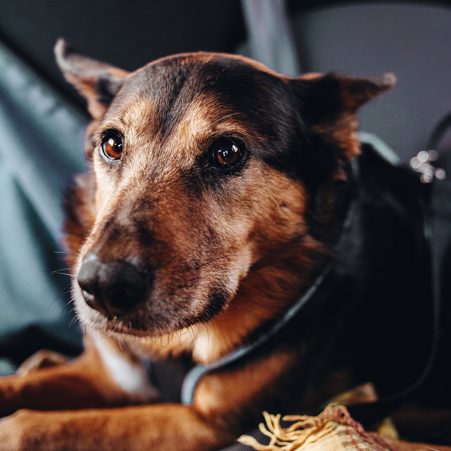 Conscience Pro Canine