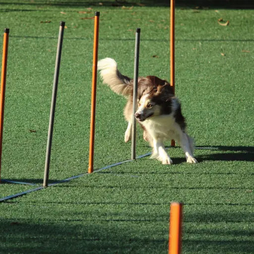 Conscience Pro Canine