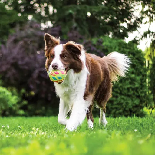 Conscience Pro Canine