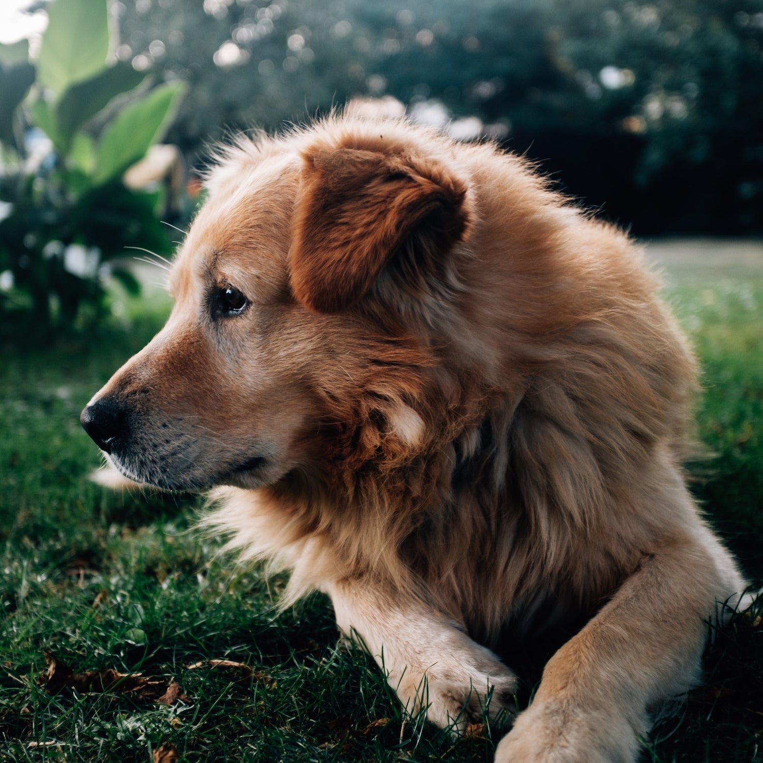 Conscience Pro Canine