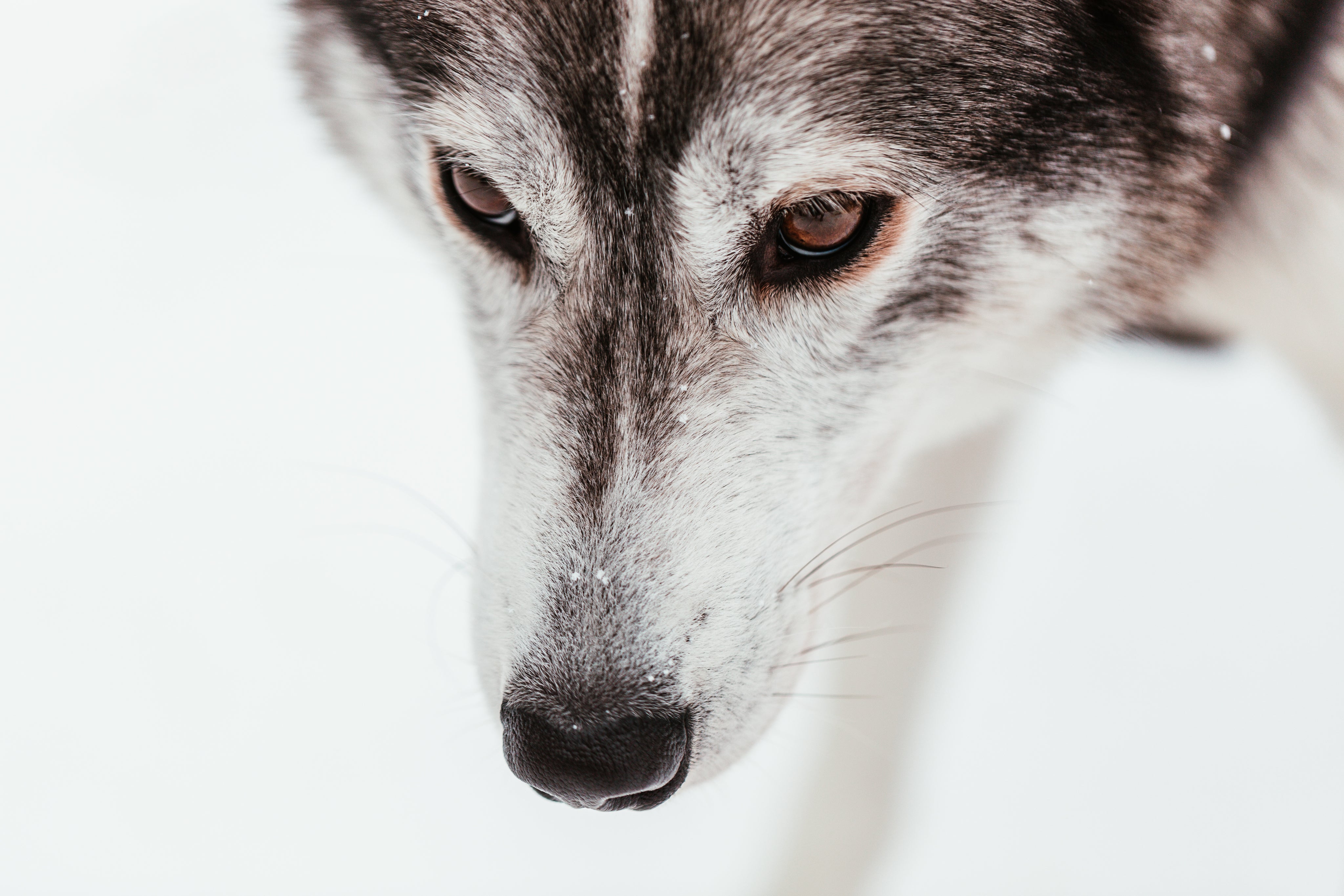 Conscience Pro Canine