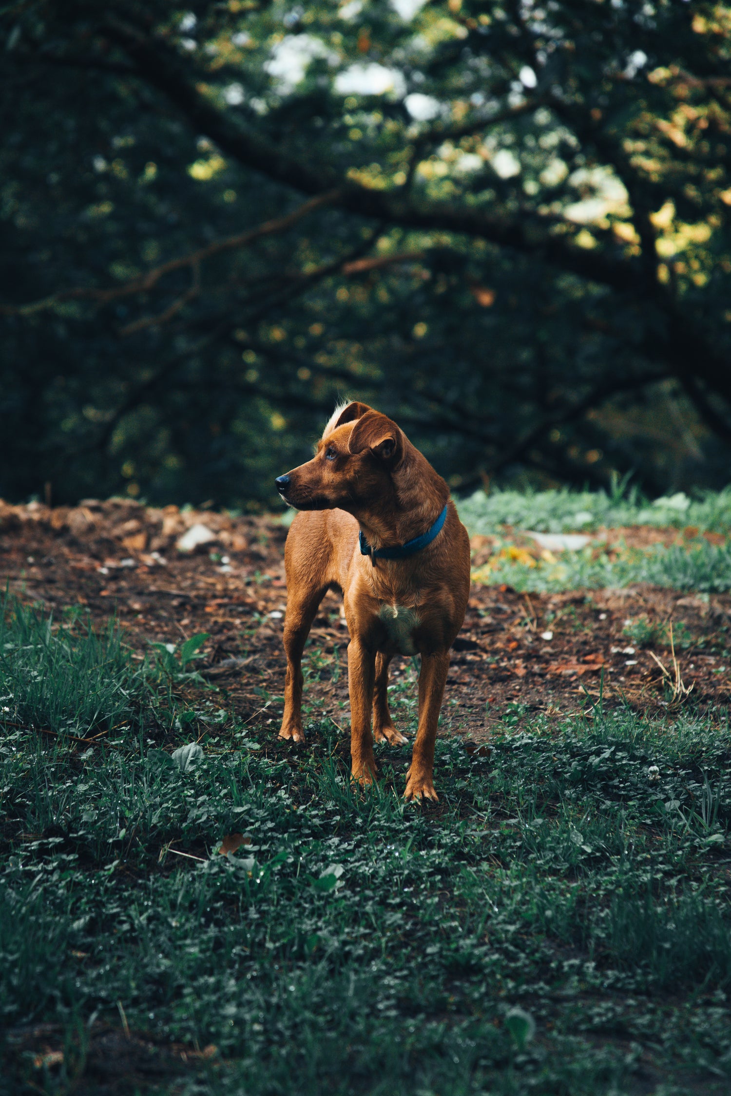 Conscience Pro Canine