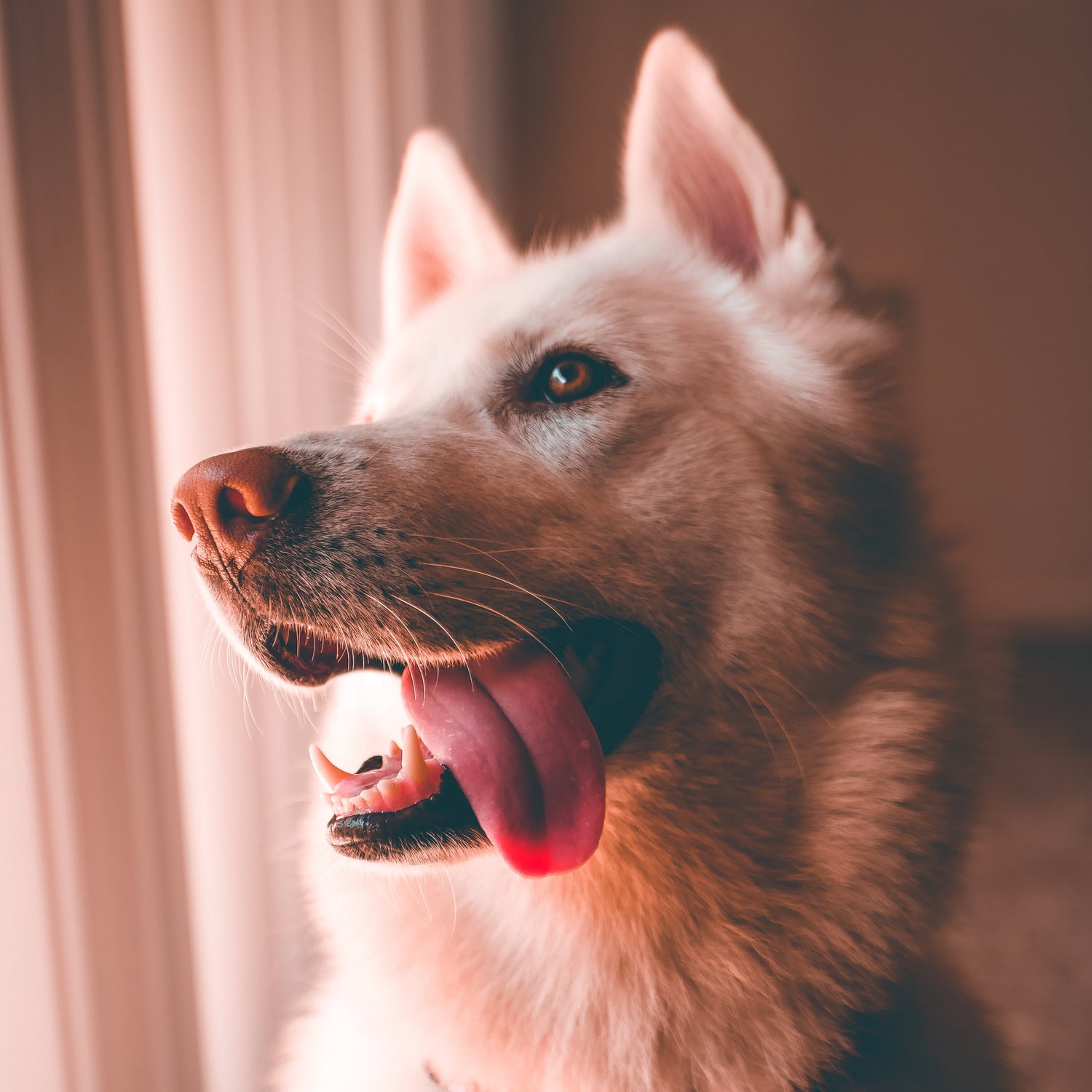 Conscience Pro Canine