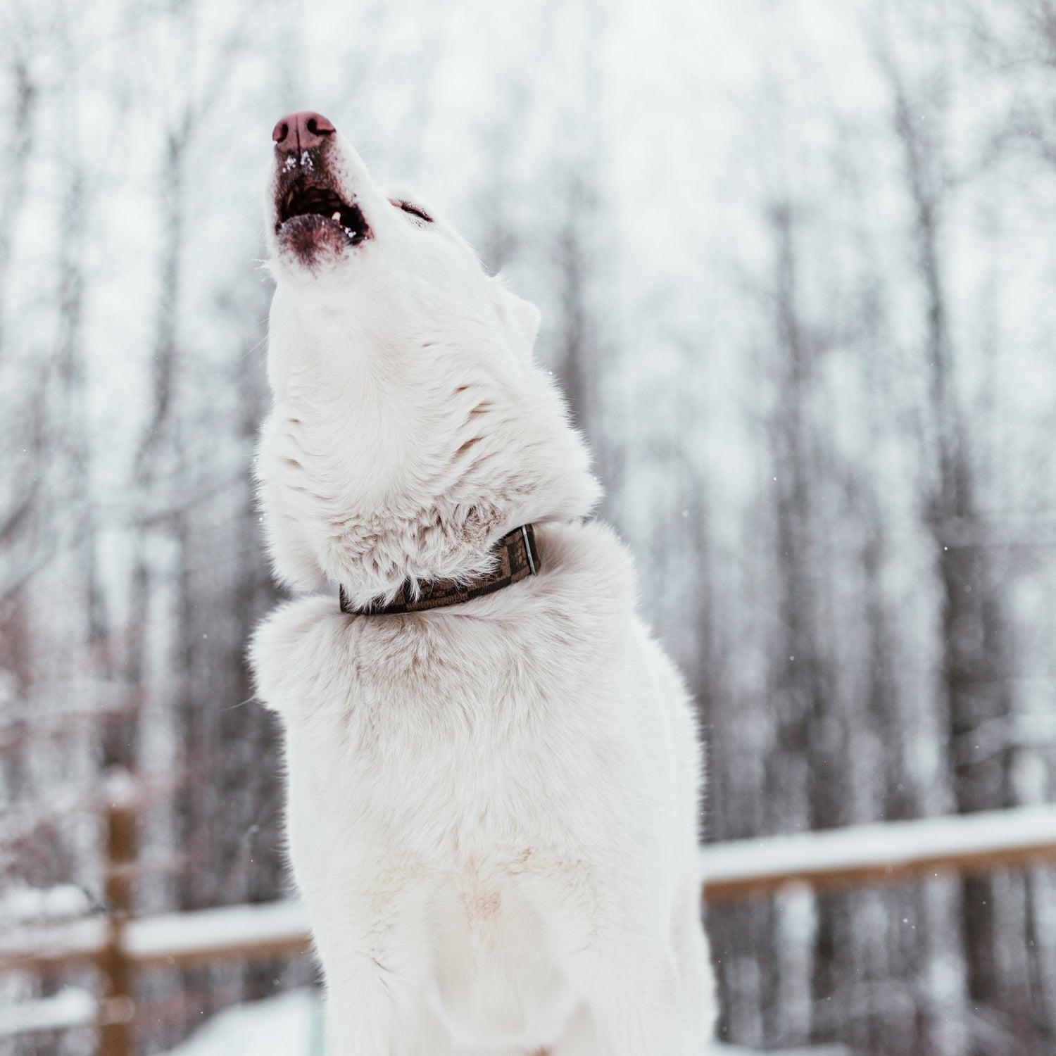 Conscience Pro Canine