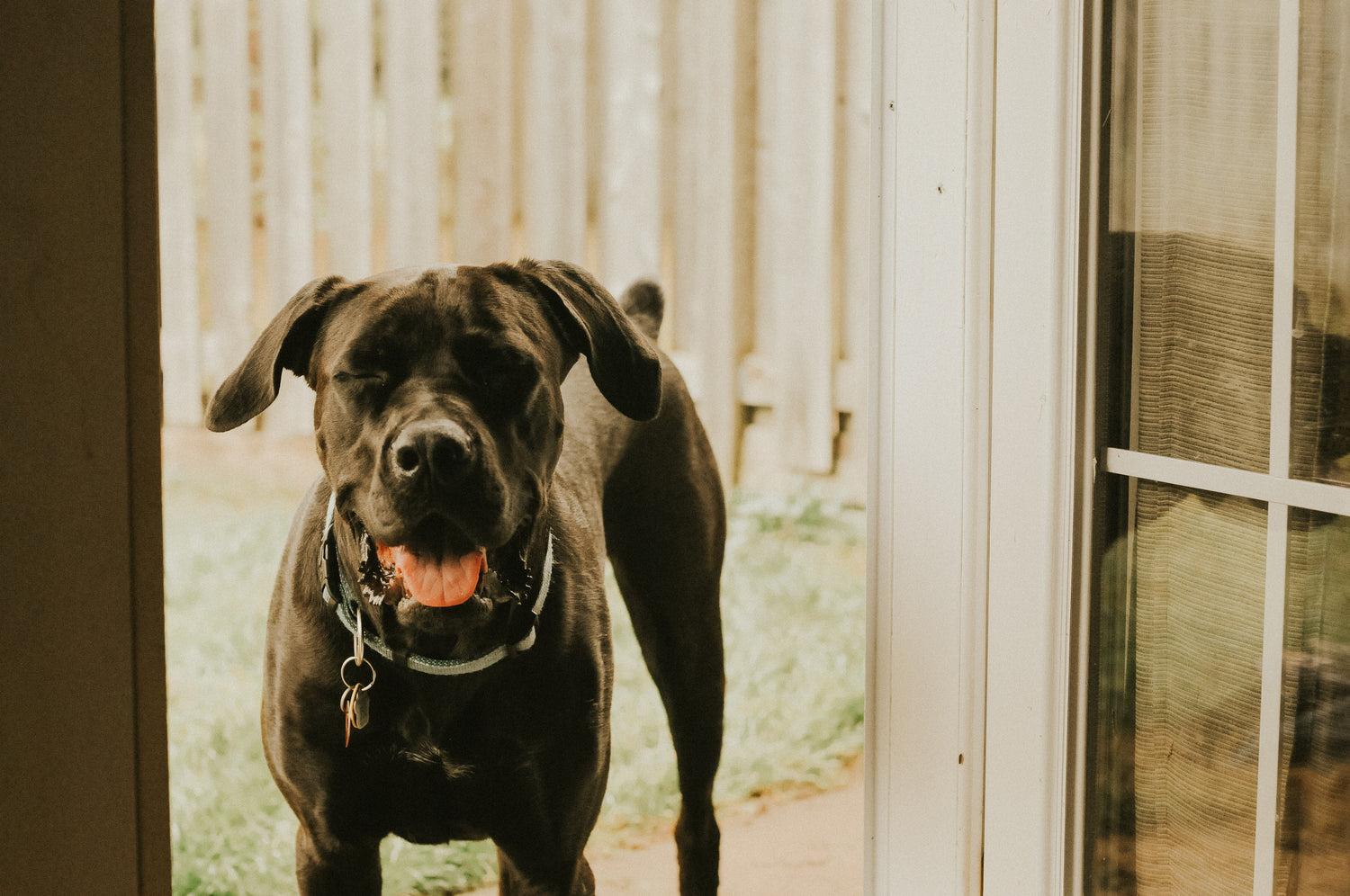 Conscience Pro Canine