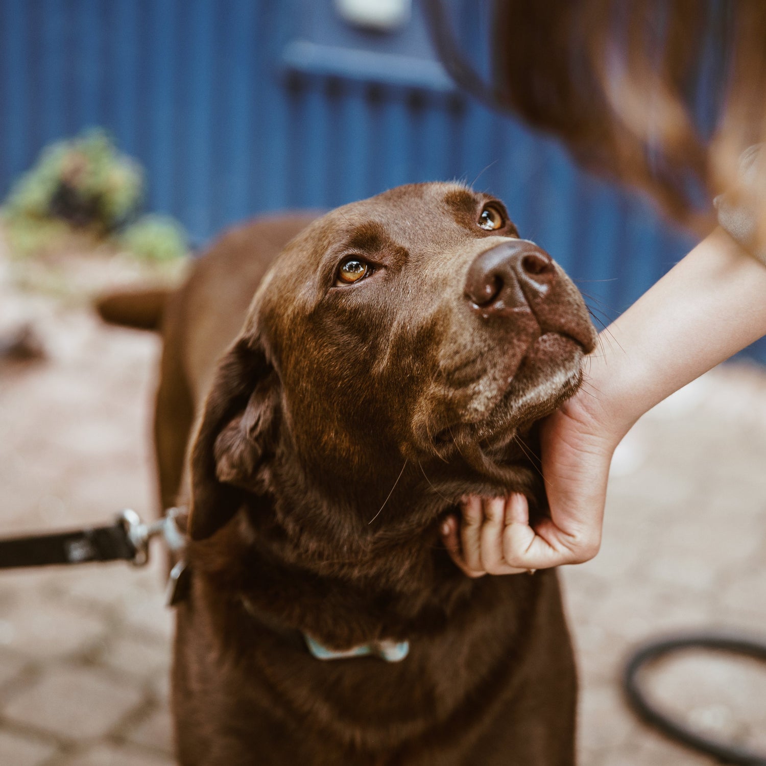 Conscience Pro Canine