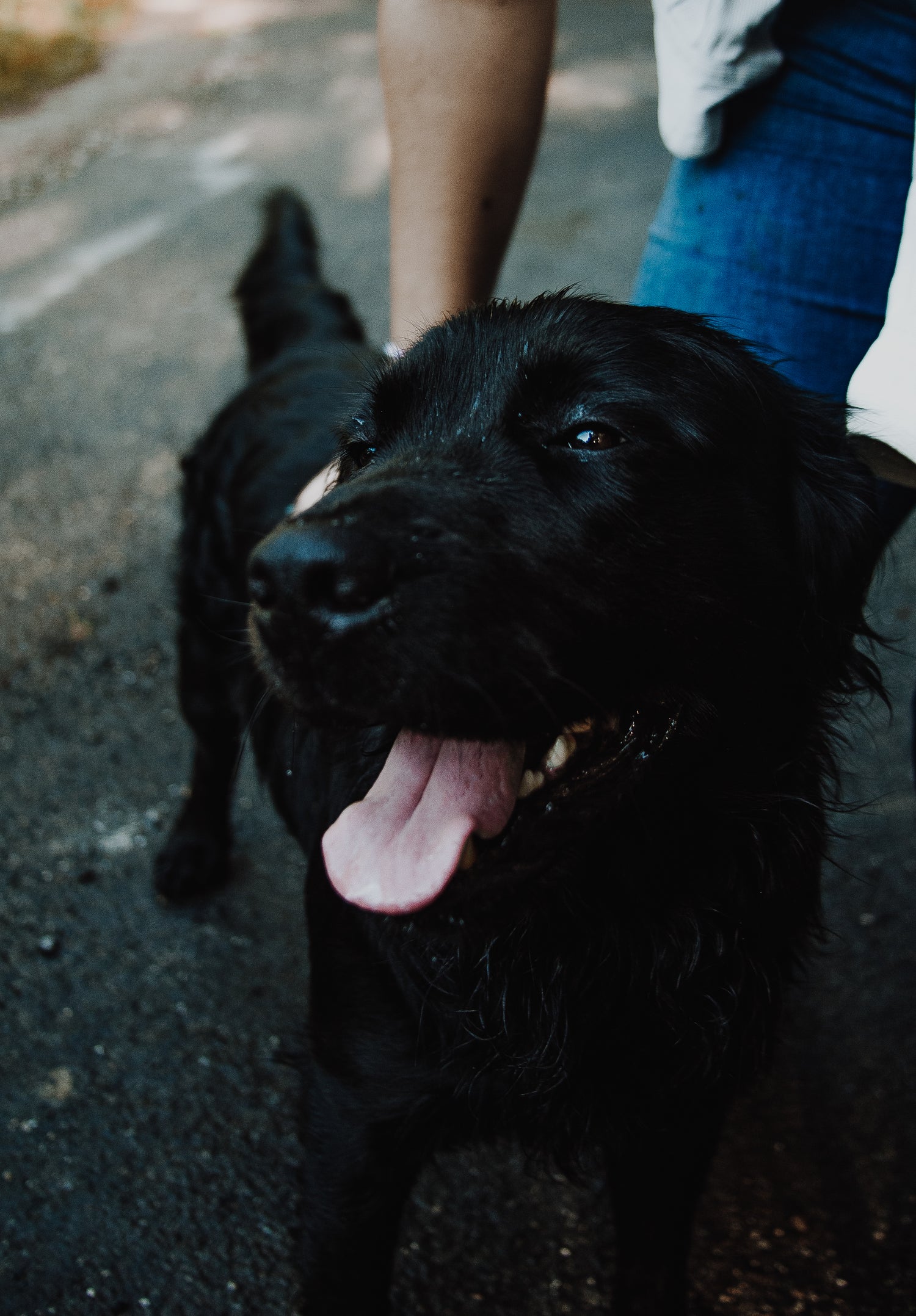 Conscience Pro Canine