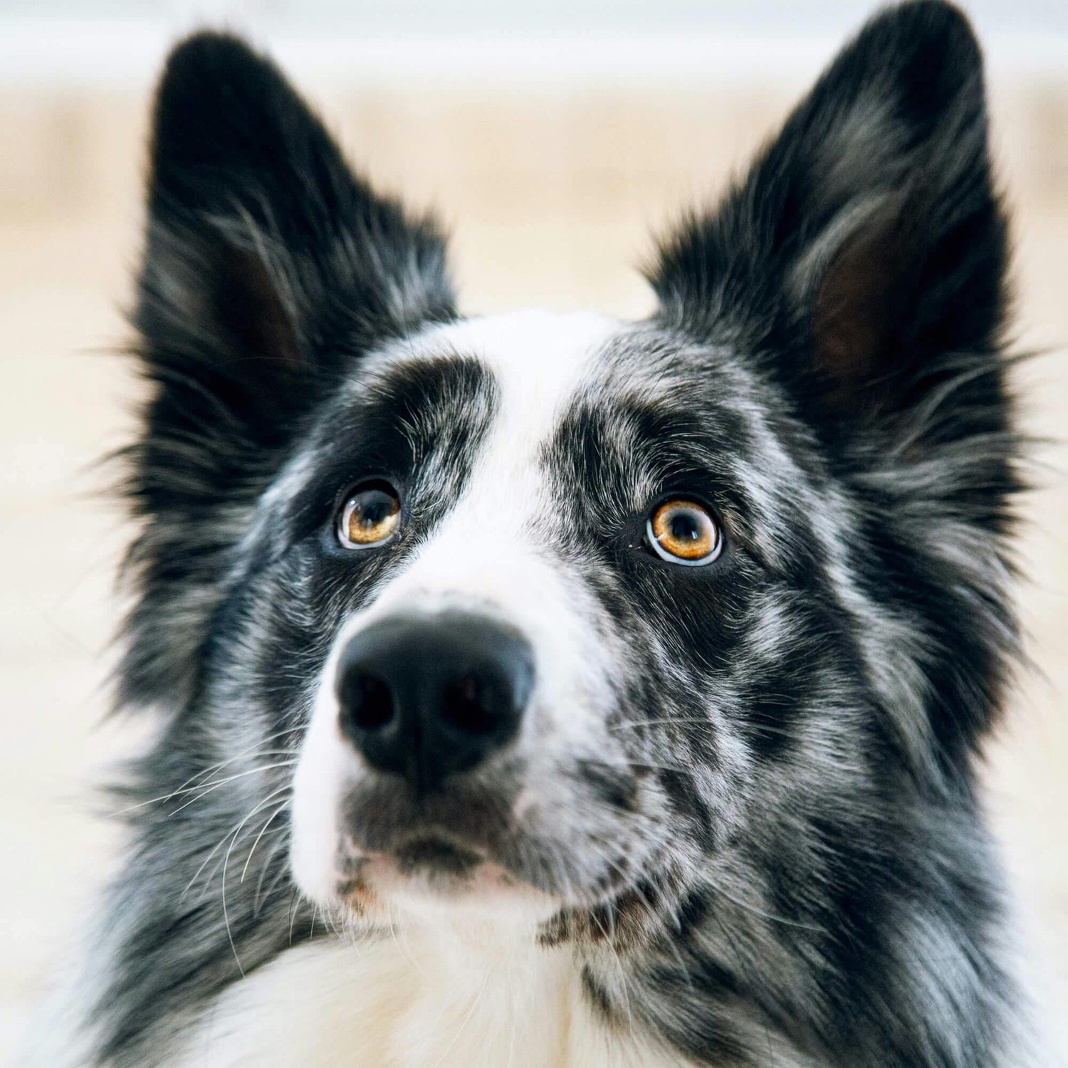 Conscience Pro Canine