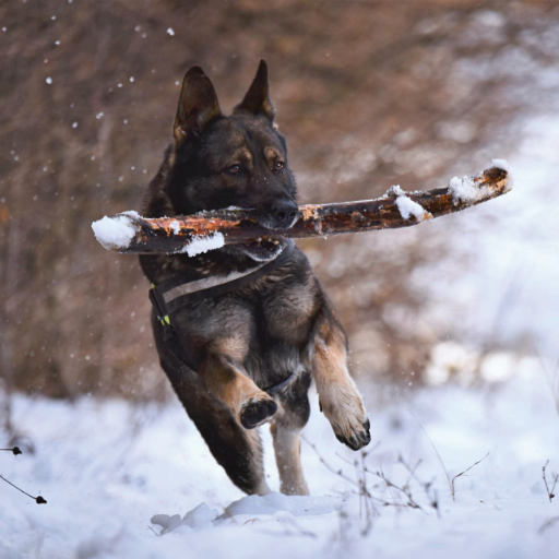 Conscience Pro Canine